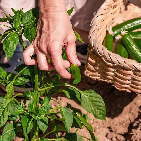 Bagbadem Tatil Ciftligi Bozcaada