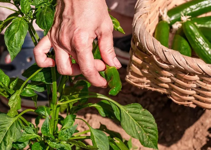 Bagbadem Tatil Ciftligi 보즈자아다