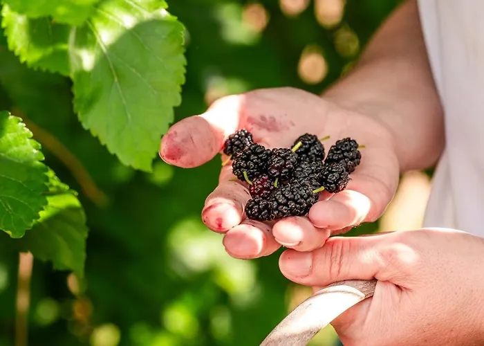 Bagbadem Tatil Ciftligi * 보즈자아다